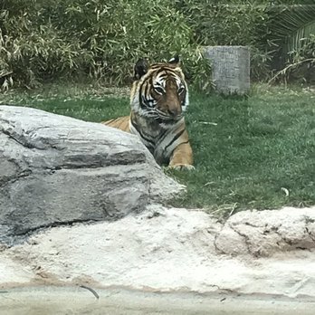 Reid Park Zoo - Gray day - Zoos Near Me - Tucson, Arizona