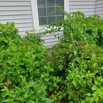 Associa New York - Vines growing, weeds, that are not being maintained by landscapwrs! - Property Management Near Me - Poughkeepsie, New York Associa New York - Vines growing, weeds, that are not being maintained by landscapwrs! - Property Management Near Me - Poughkeepsie, New York