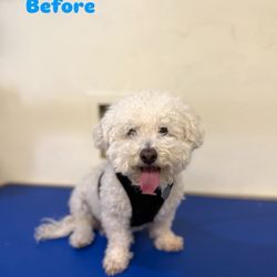 Good Cat Good Dog - Ragnar (Maltipoo, 10) Before Photo