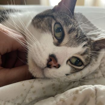Capital Veterinary Specialists, Jax - The cutest patient :) - Emergency Pet Hospital Near Me - Jacksonville, Florida