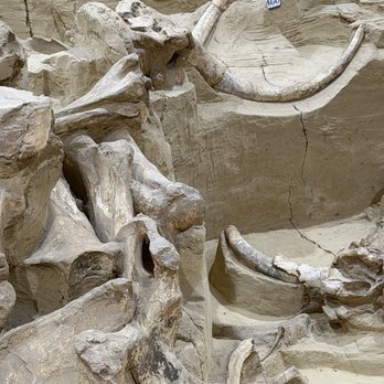 The Mammoth Site - Fossils - Museums Near Me - Hot Springs, South Dakota The Mammoth Site - Fossils - Museums Near Me - Hot Springs, South Dakota