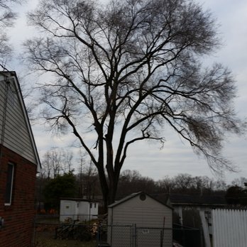 Ralphs Tree Service - massive syberian elm in my backyard - Tree Services Near Me Ralphs Tree Service - massive syberian elm in my backyard - Tree Services Near Me