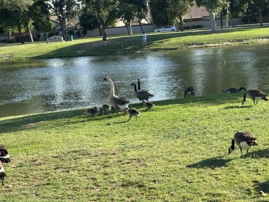 The Park at River Walk by null