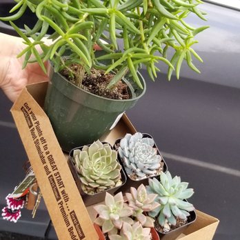 Buchanan's Native Plants - My picks of the day! The big one was $7.99 and the little ones $2.99 each - Nurseries & Gardening Near Me - Houston, Texas