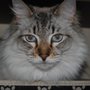 Photo of Cypress Animal Hospital