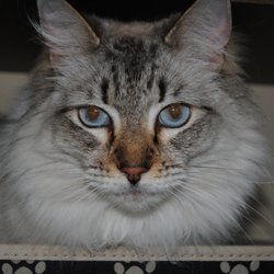 Cypress Animal Hospital