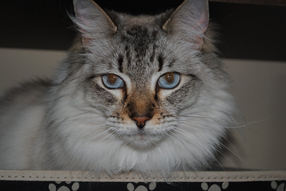 Cypress Animal Hospital Image