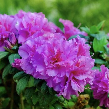 Edith’s Garden Center - Nurseries & Gardening Near Me - Garland, Texas Edith’s Garden Center - Nurseries & Gardening Near Me - Garland, Texas
