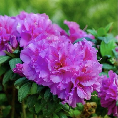 Wholesale and Retail Shrubs - Wholesale & Retail Shrubs, WE DELIVER TO YOUR HOUSE OR JOB!!!