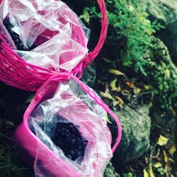 The Blueberry Patch - The berries we picked!