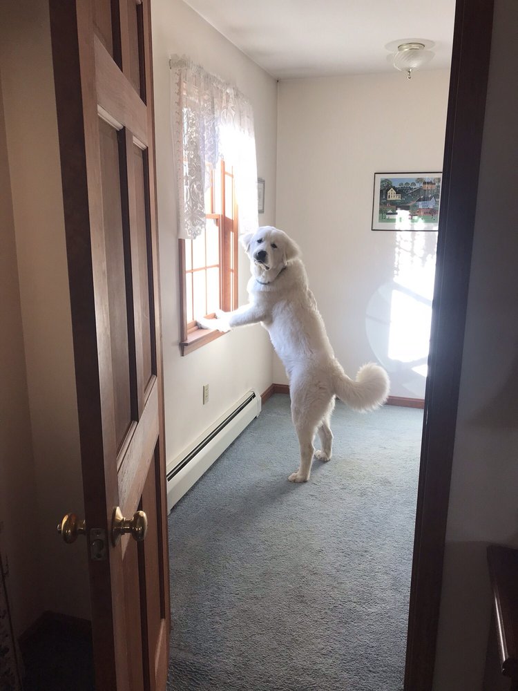 PUPVILLE DOGGY DAYCARE Updated September 2024 170 Photos & 10