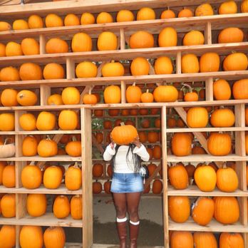 Fun Farm Pumpkin Patch - pumpkin patch photo ops - Attraction Farms Near Me - Kearney, Missouri Fun Farm Pumpkin Patch - pumpkin patch photo ops - Attraction Farms Near Me - Kearney, Missouri