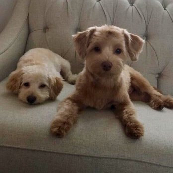 Wheaton Animal Hospital - Groomed by Wheaton animal hospital - Veterinarians Near Me - Glen Ellyn, Illinois Wheaton Animal Hospital - Groomed by Wheaton animal hospital - Veterinarians Near Me - Glen Ellyn, Illinois