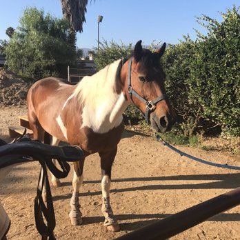 Good Pony - Horseback Riding Near Me