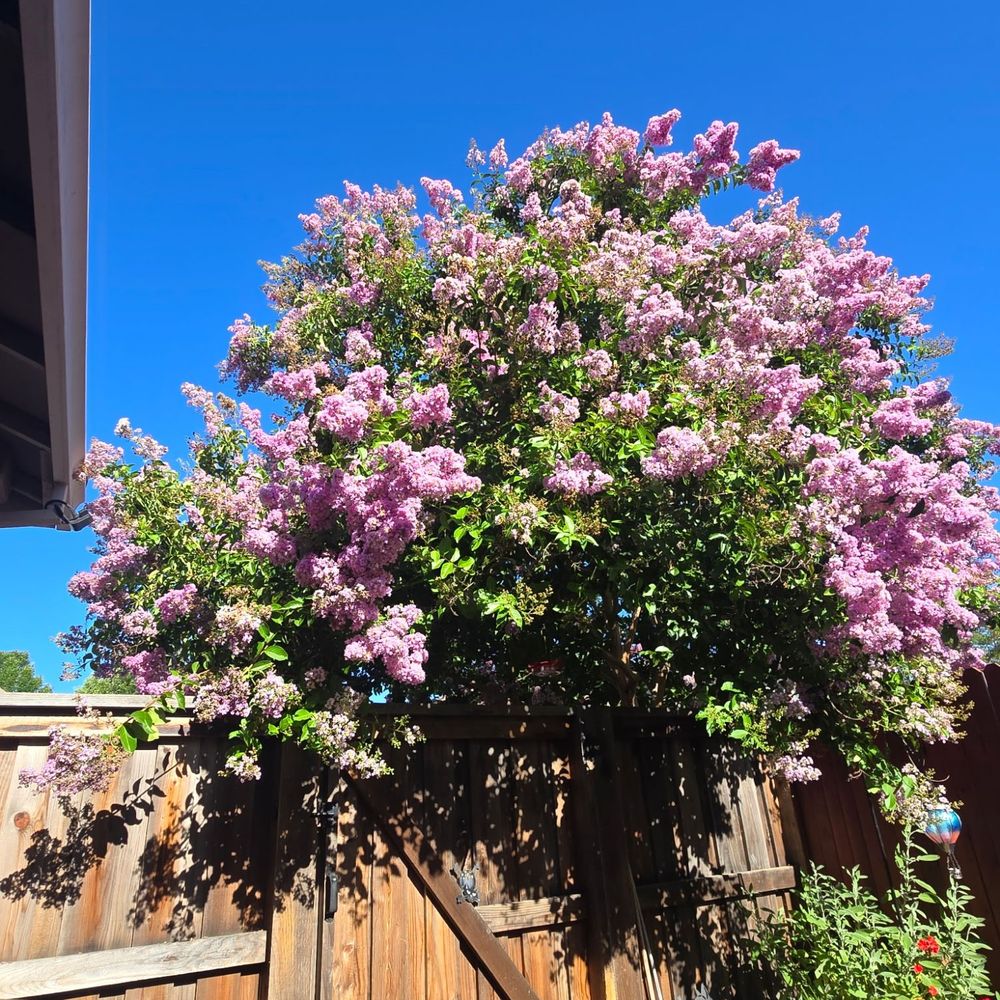 Trees R US - Before - Tree Services Near Me Trees R US - Before - Tree Services Near Me