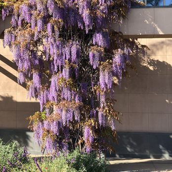 Newport Beach Public Library - Wisteria - Libraries Near Me - Newport Beach, California Newport Beach Public Library - Wisteria - Libraries Near Me - Newport Beach, California