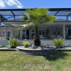 Tree & Landscape Solutions - Planted Washingtonia Palm