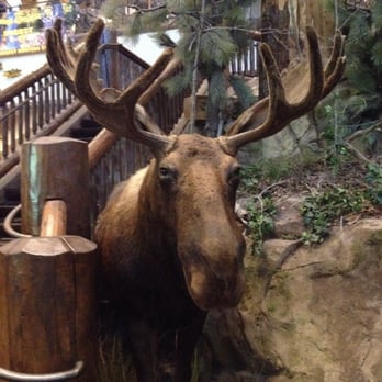 Bass Pro Shops - Moose - Outdoor Gear Near Me - Kodak, Tennessee