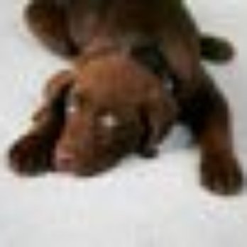 Warren & Son Carpet Cleaners - Pet Stain and Odor Removal - Carpet Cleaning Near Me - Anchorage, Alaska Warren & Son Carpet Cleaners - Pet Stain and Odor Removal - Carpet Cleaning Near Me - Anchorage, Alaska