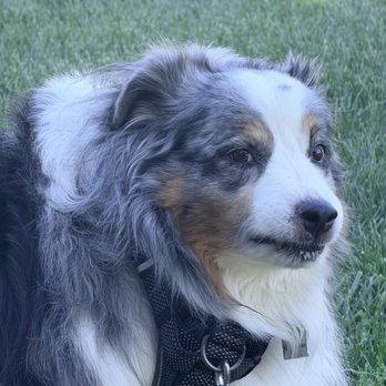 Sierra K 9 Academy - That's him when he has another dog or an animal prior to school - Pet Training Near Me - Penn Valley, California Sierra K 9 Academy - That's him when he has another dog or an animal prior to school - Pet Training Near Me - Penn Valley, California