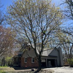 Brighton Tree Removal