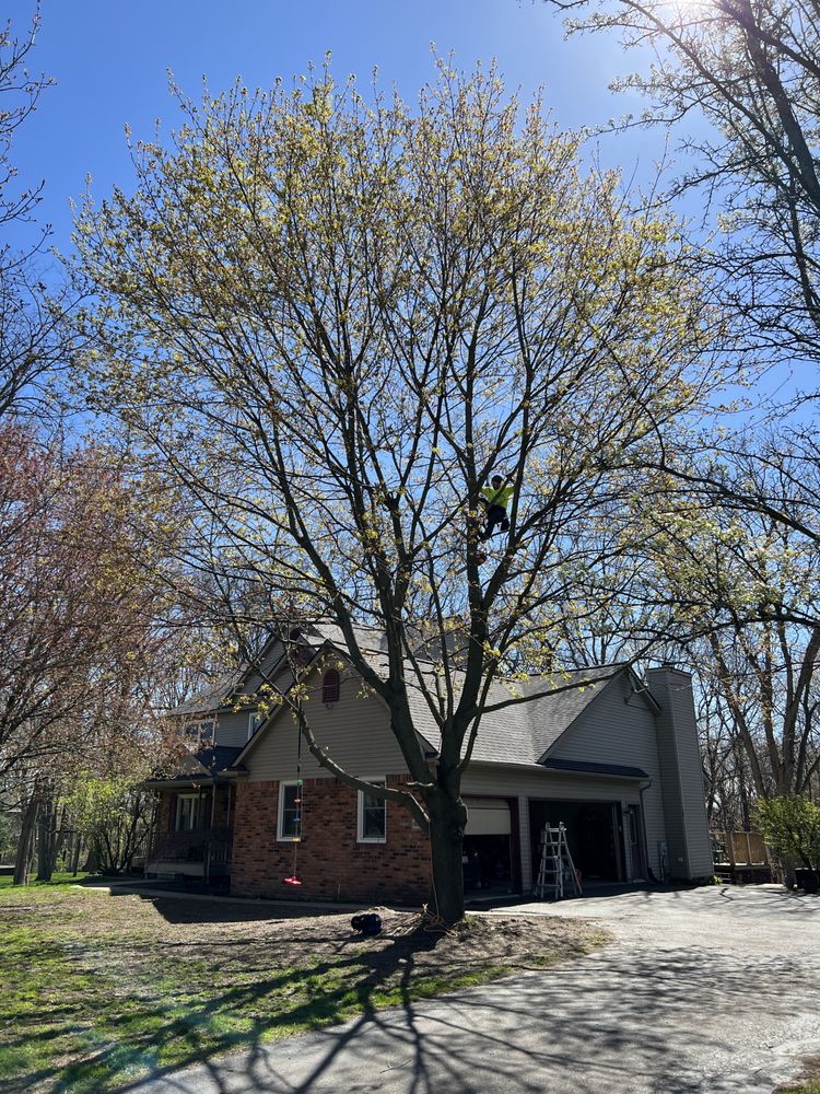 BRIGHTON TREE REMOVAL Updated October 2024 11 Photos 6232 Island