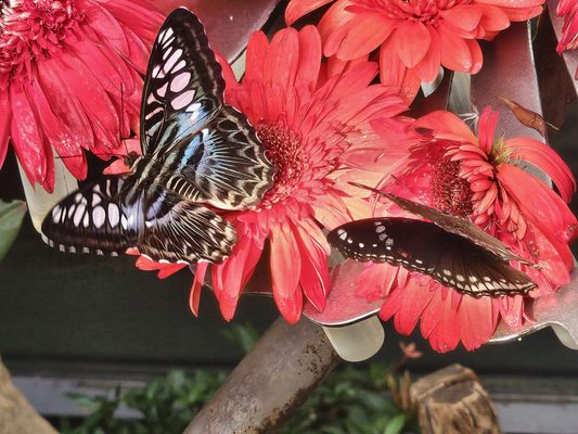 Butterfly Garden by null