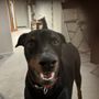 San Tan Animal Hospital