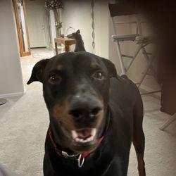 San Tan Animal Hospital - Loki