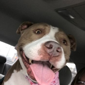 From Head To Tail - Stella - Pet Groomers Near Me - Kenosha, Wisconsin