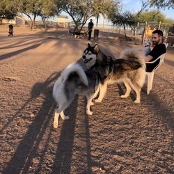 Steele Indian School Park Dog Park