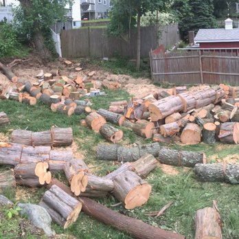 Aplus Tree Services - Tree Services Near Me - Stoughton, Massachusetts