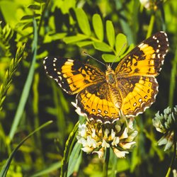 Silvery checkerspot butterfly on some clovers near Chartiers Creek
