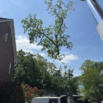 Solid Roots Tree Service - Tree Services Near Me - Wilmington, North Carolina Solid Roots Tree Service - Tree Services Near Me - Wilmington, North Carolina