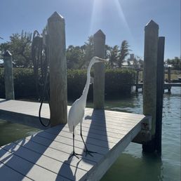 We saw manatees, tons of birds, a million dolphin, and there are even tortoises that live on the island.