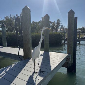 Cabbage Key - We saw manatees, tons of birds, a million dolphin, and there are even tortoises that live on the island. - Coffee & Tea Near Me - Pineland, Florida