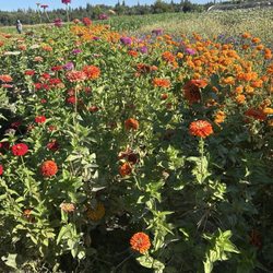 Soil Born Farms - So beautiful