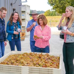 101 Wine Tours - Rhone white grapes during Harvest 2018
