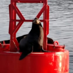Venture Charters - Sea lions watching us.