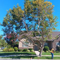 R's Tree Care - Tree used to hang way out to into the street without clearance for people to drive taller vehicles by.