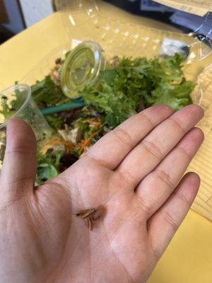 Healthyca Foods by null