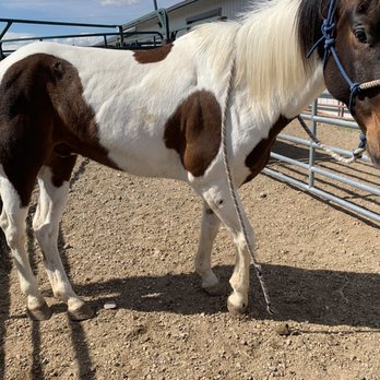 Knight Veterinary Clinic - Veterinarians Near Me - Mountain Home, Idaho Knight Veterinary Clinic - Veterinarians Near Me - Mountain Home, Idaho