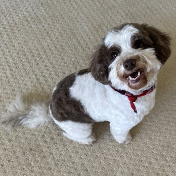 Quick Grooming Pet Salon - Pet Groomers Near Me Quick Grooming Pet Salon - Pet Groomers Near Me