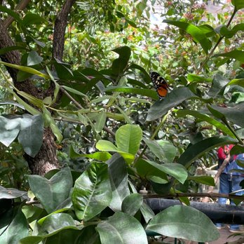 Butterfly Pavilion - Museums Near Me - Westminster, Colorado