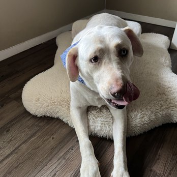 Flawless Dogs Mobile Salon - Pet Groomers Near Me Flawless Dogs Mobile Salon - Pet Groomers Near Me