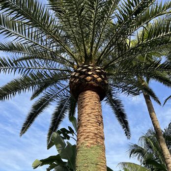 Castle Tree Art - Date palm after - great job "pineappling" - Tree Services Near Me - Coral Springs, Florida Castle Tree Art - Date palm after - great job "pineappling" - Tree Services Near Me - Coral Springs, Florida