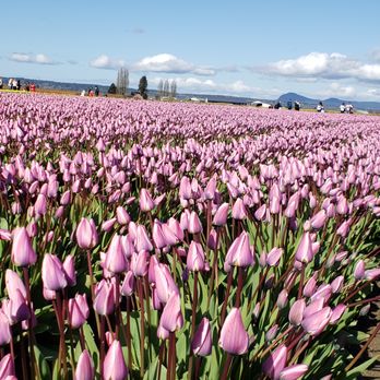 Skagit Valley Bulb Farm - A field of Early, Mid, and late blooming tulips. I'll have to come back to see the new qave of colors. - Botanical Gardens Near Me - Mount Vernon, Washington Skagit Valley Bulb Farm - A field of Early, Mid, and late blooming tulips. I'll have to come back to see the new qave of colors. - Botanical Gardens Near Me - Mount Vernon, Washington