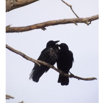 Ed R. Levin County Park - Ravens - Dog Parks Near Me - Milpitas, California