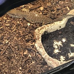 Poor Savannah Monitor looked dead. No hides in the cage with 3 savannah monitors.