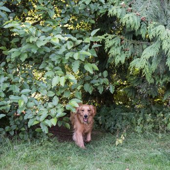 Run Spot Run - Our walks give your dog the chance to romp & play off leash - Dog Walkers Near Me - Vancouver, British Columbia Run Spot Run - Our walks give your dog the chance to romp & play off leash - Dog Walkers Near Me - Vancouver, British Columbia